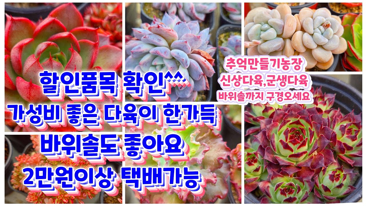 할인품목 확인하세요! 가성비 좋은 다육이가 한가득~ 신상다육까지 넘 예뻐요 ㅎ 2만원이상 택배가능 추억만들기농장