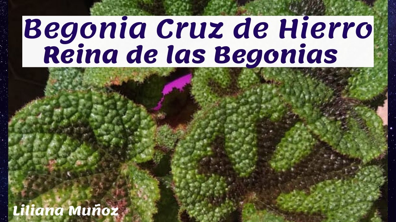 Begonia CRUZ de HIERRO-  la REINA DE LAS BEGONIA..siembra y sustrato / Liliana Muñoz