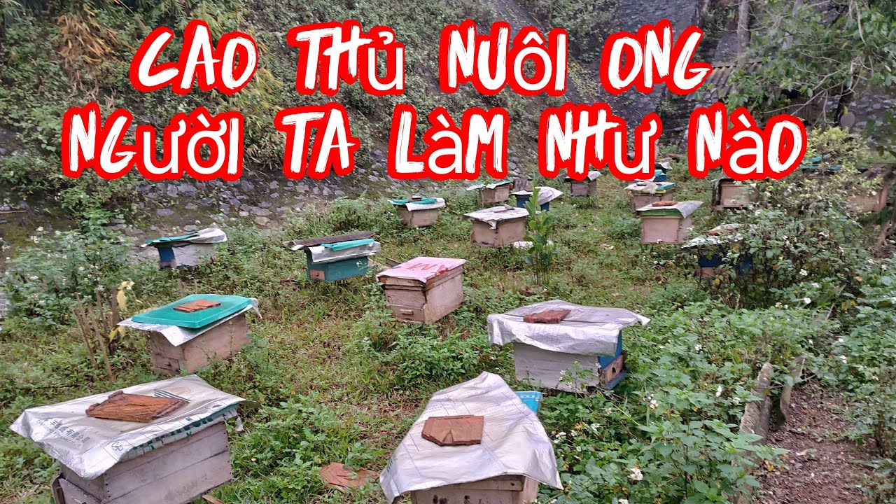 Cao thủ nuôi ong thường làm như nào