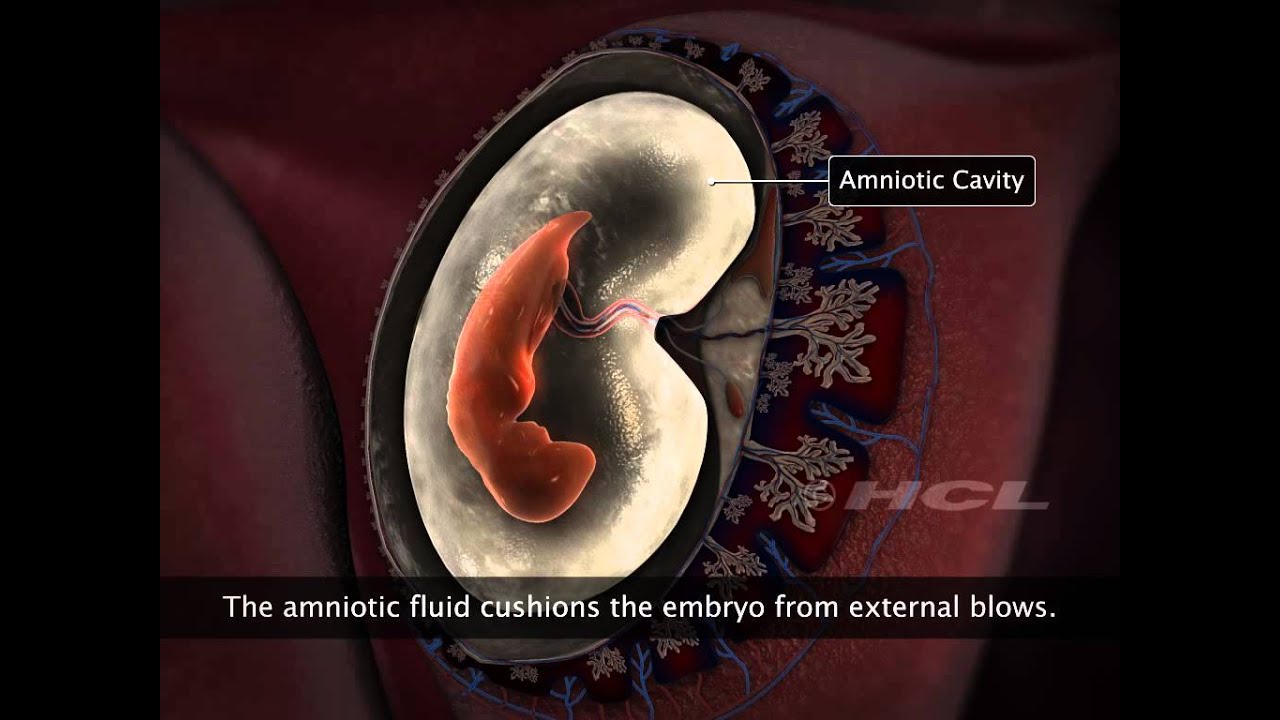 HCL Learning | Embryonic Development in Humans