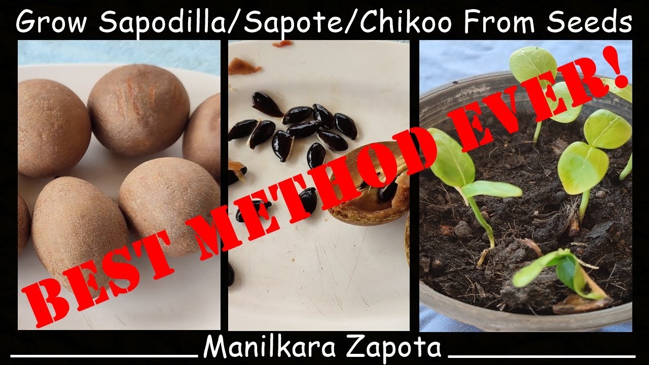 Grow Sapodilla / Sapote / Chikoo From Seeds: Manilkara Zapota