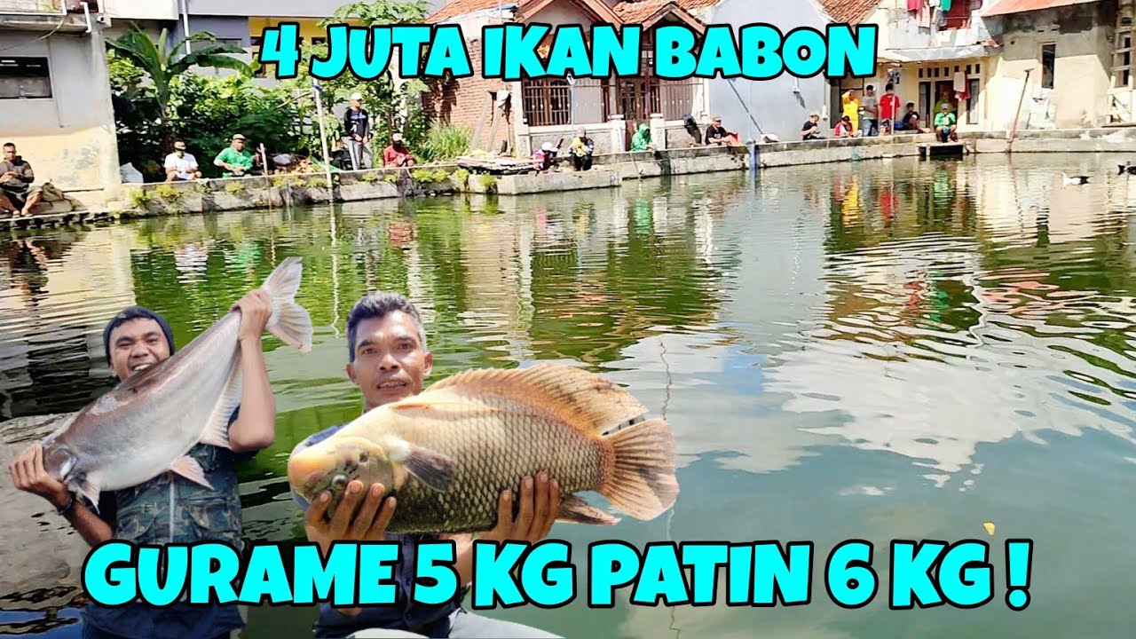 MANCING BORONGAN IKAN GURAME BABON 5 KG PATIN BABON 6 KG !! NILA 4 KUINTAL | IDR 4 JT