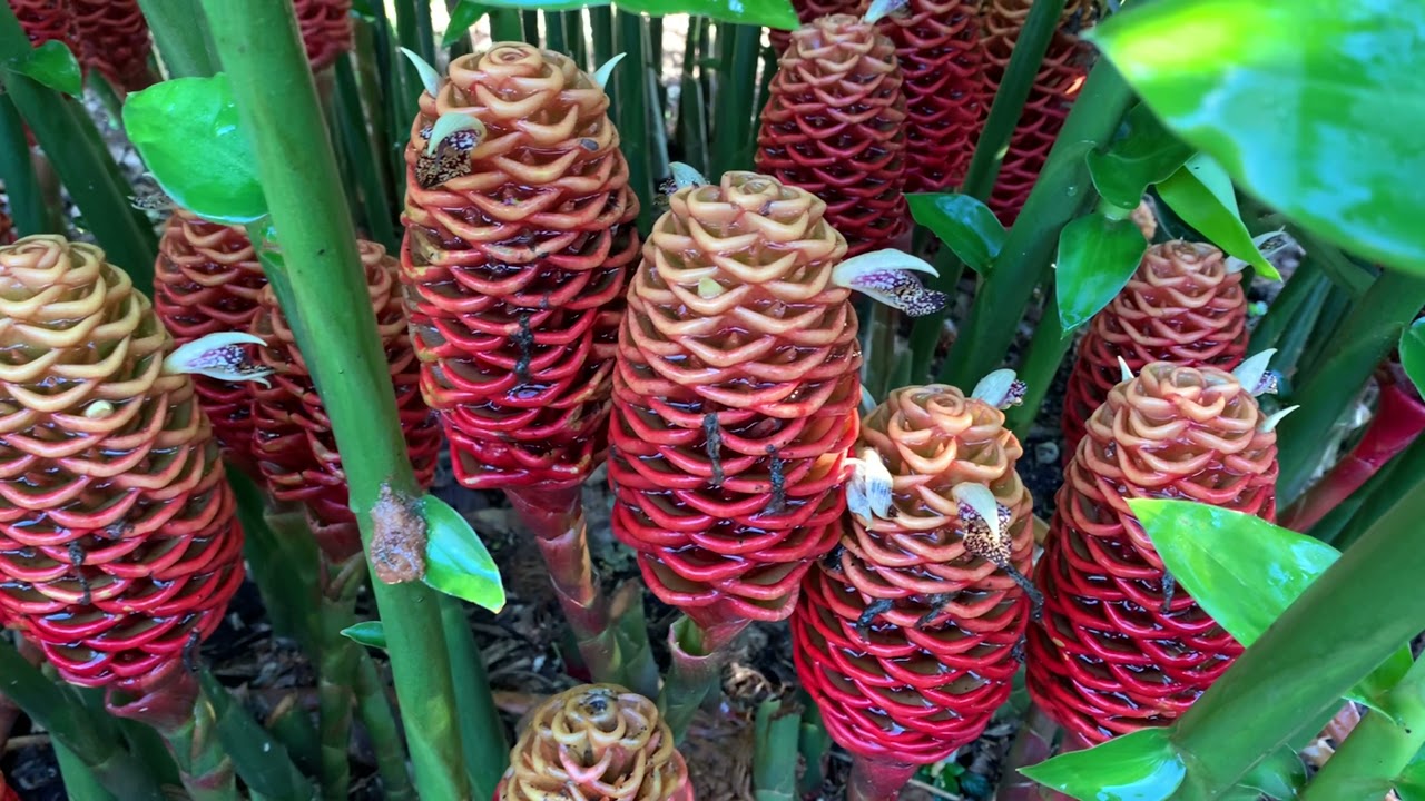 Zingiber spectabile - Beehive Ginger