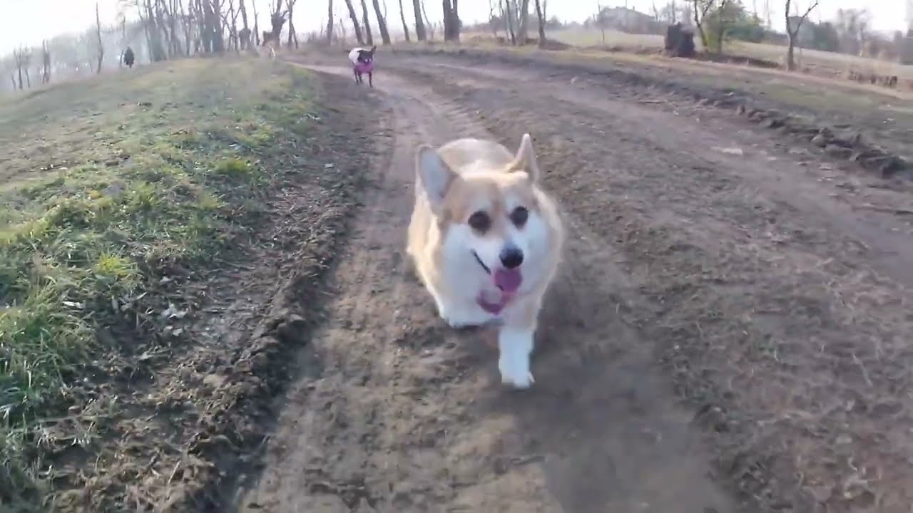 How Fast Can A Corgi Run?
