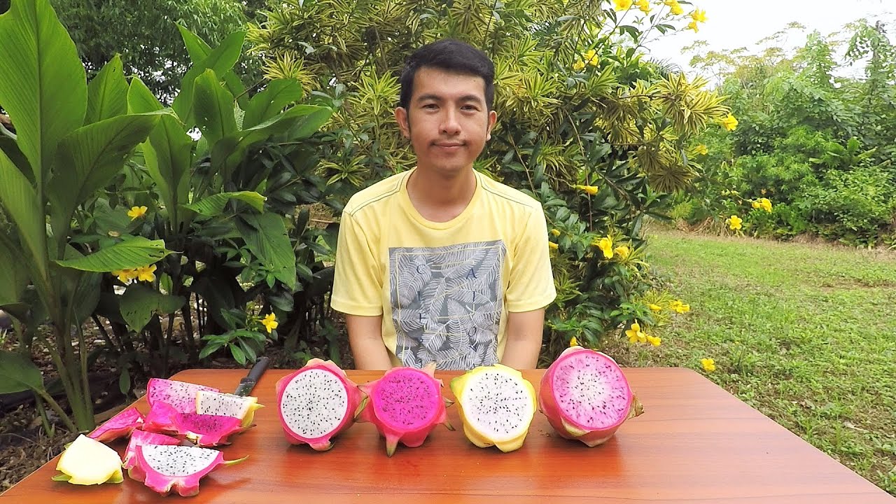 รีวิวแก้วมังกร 4 สายพันธ์ุ
