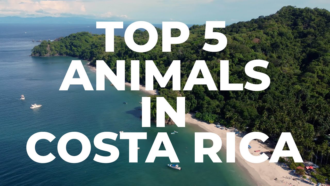 The Top 5 Animals to See in Costa Rica