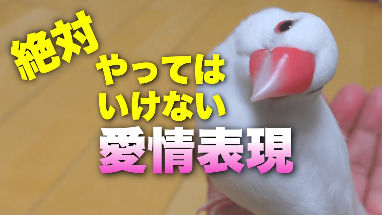 【要注意】文鳥に絶対やってはいけない愛情表現５選
