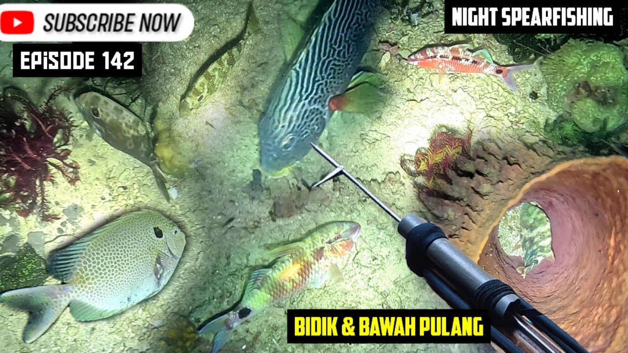 Ночная подводная охота, Night Fish Arrow, эпизод 142