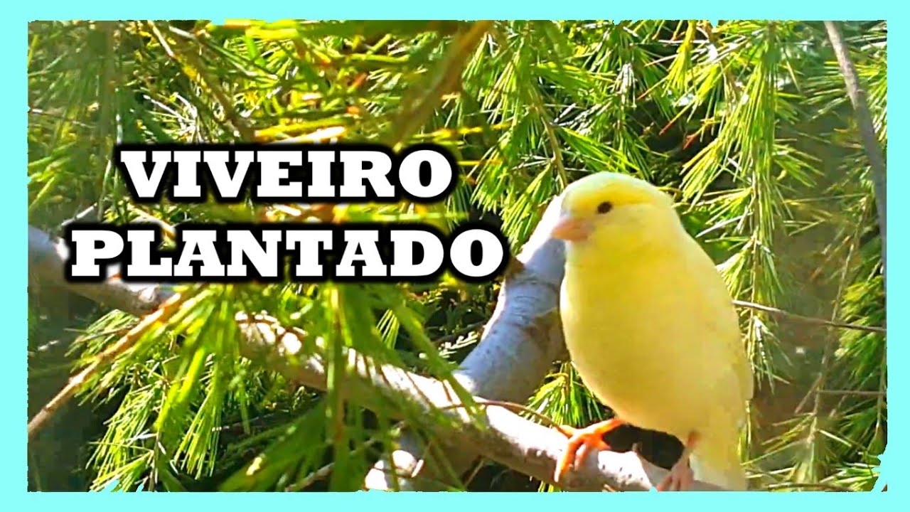 EITA! UM VIVEIRO CHEIO DE AVES E PLANTAS. QUE ACHA DESSE MODELO?