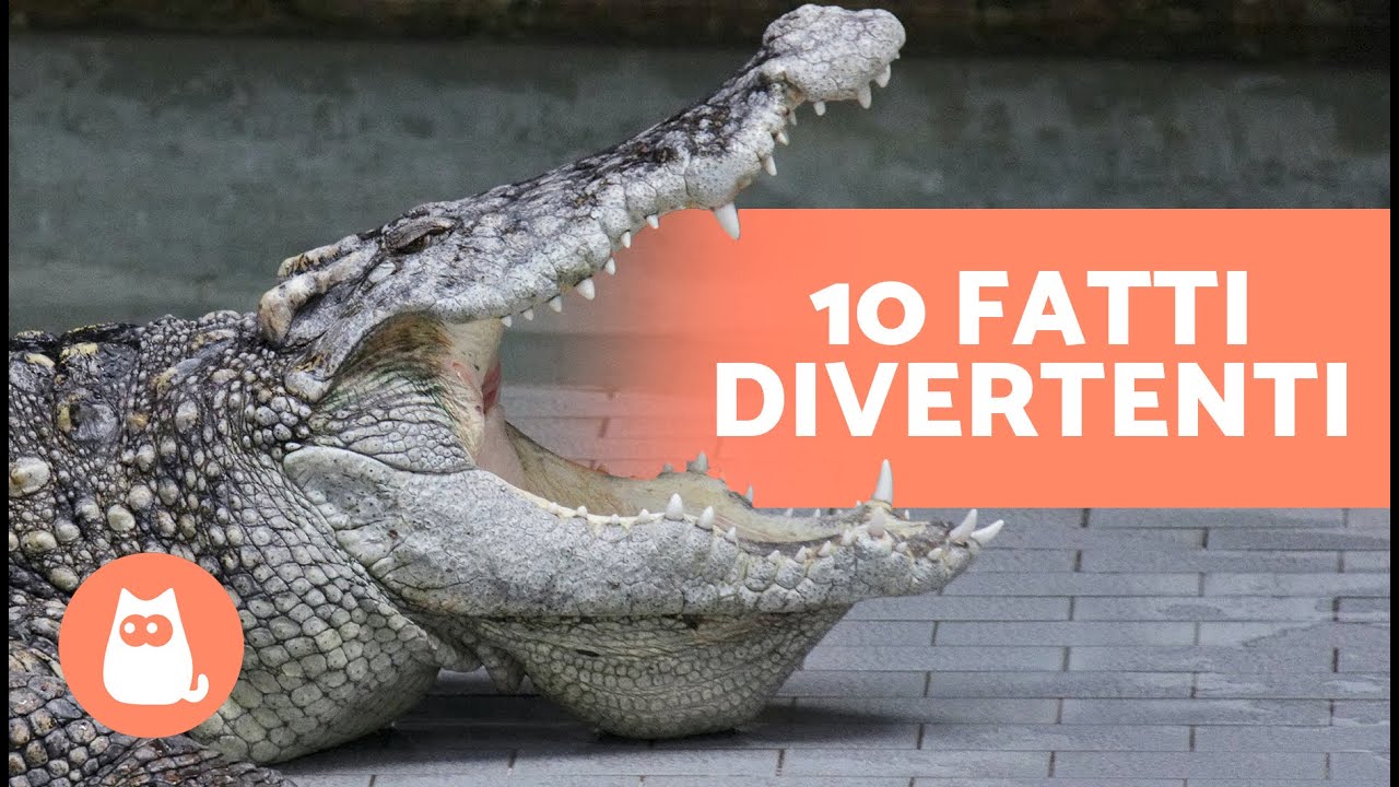 10 CURIOSIT&Agrave; sui COCCODRILLI 🐊 | Mangiano pietre? Rigenerano i loro denti?