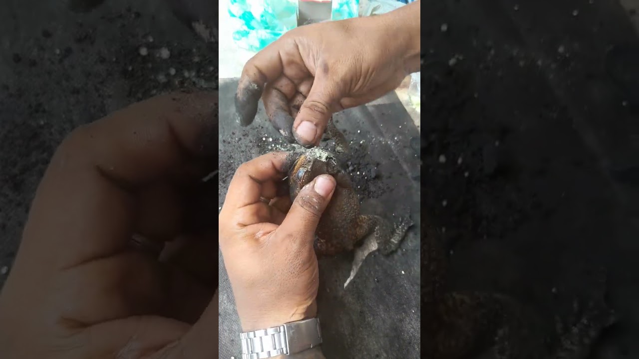 trabajo de magia negra con sapo para separar destruir enemigos cont+573238654490