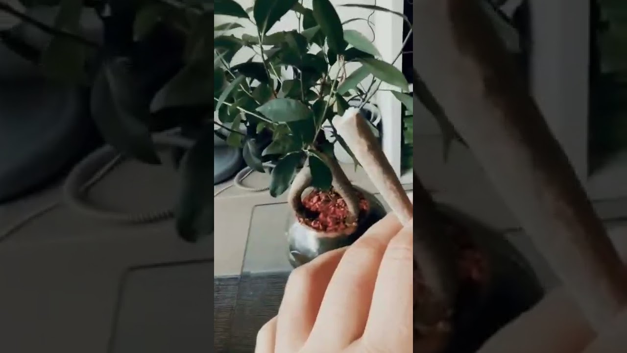 #weed #cannabis #cannabiscommunity #marijuana #weedporn #thc #weedstagram #cbd