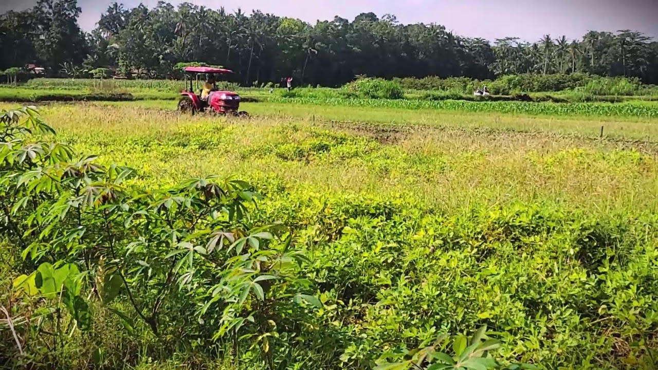 Industrial Farming: High-Performance Plowing for Corn #RuralAgriculture #TraditionalFarming