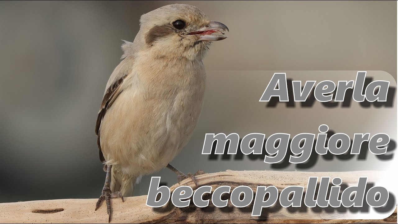 Averla maggiore beccopallido