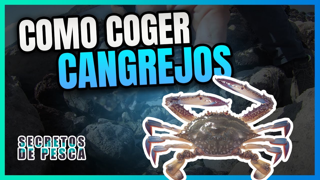✅Cangrejo de cebo🎣 (como cogerlos) 👌💯
