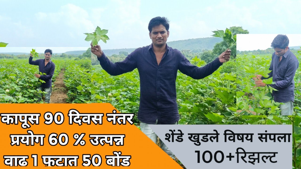 कापसाचे 40ते60 टक्के उत्पादन वाढेल ! करा 1 प्रयोग आणि कापूस च कापूस! 2 शेंडे कोणते खुडावे #10_रिझल्ट