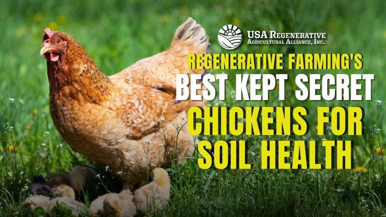 Regenerative Farming's BEST Kept Secret: CHICKENS for Soil Health