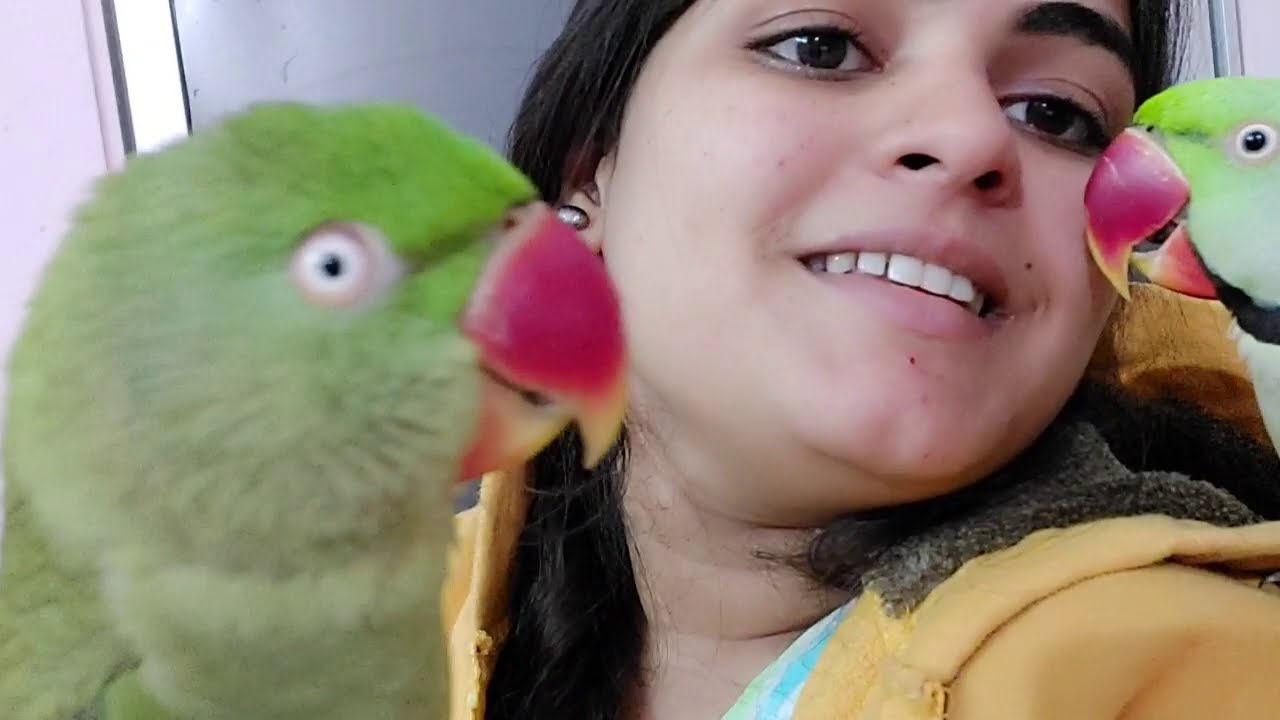 Angry possessive parrot tweety 