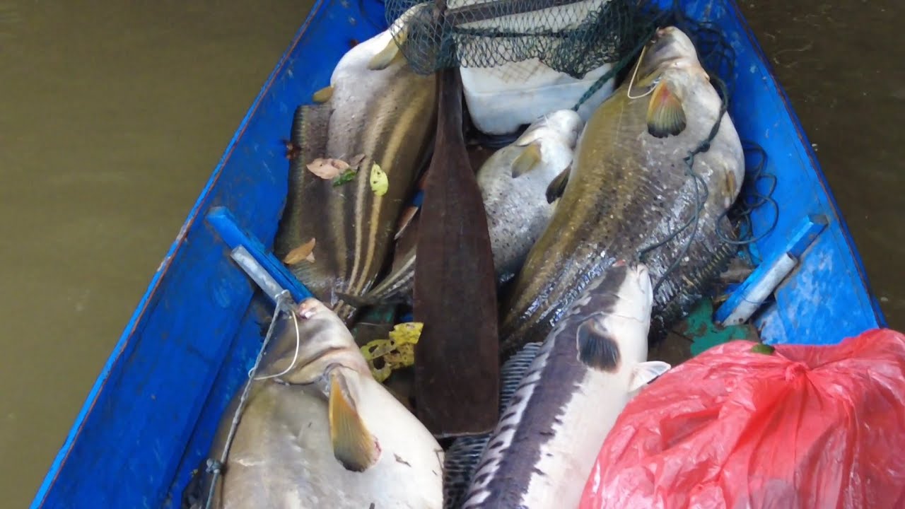 SPOT JARANG DI JAMAH MANUSIA PESTA IKAN IKAN BESAR PUN JERJADI