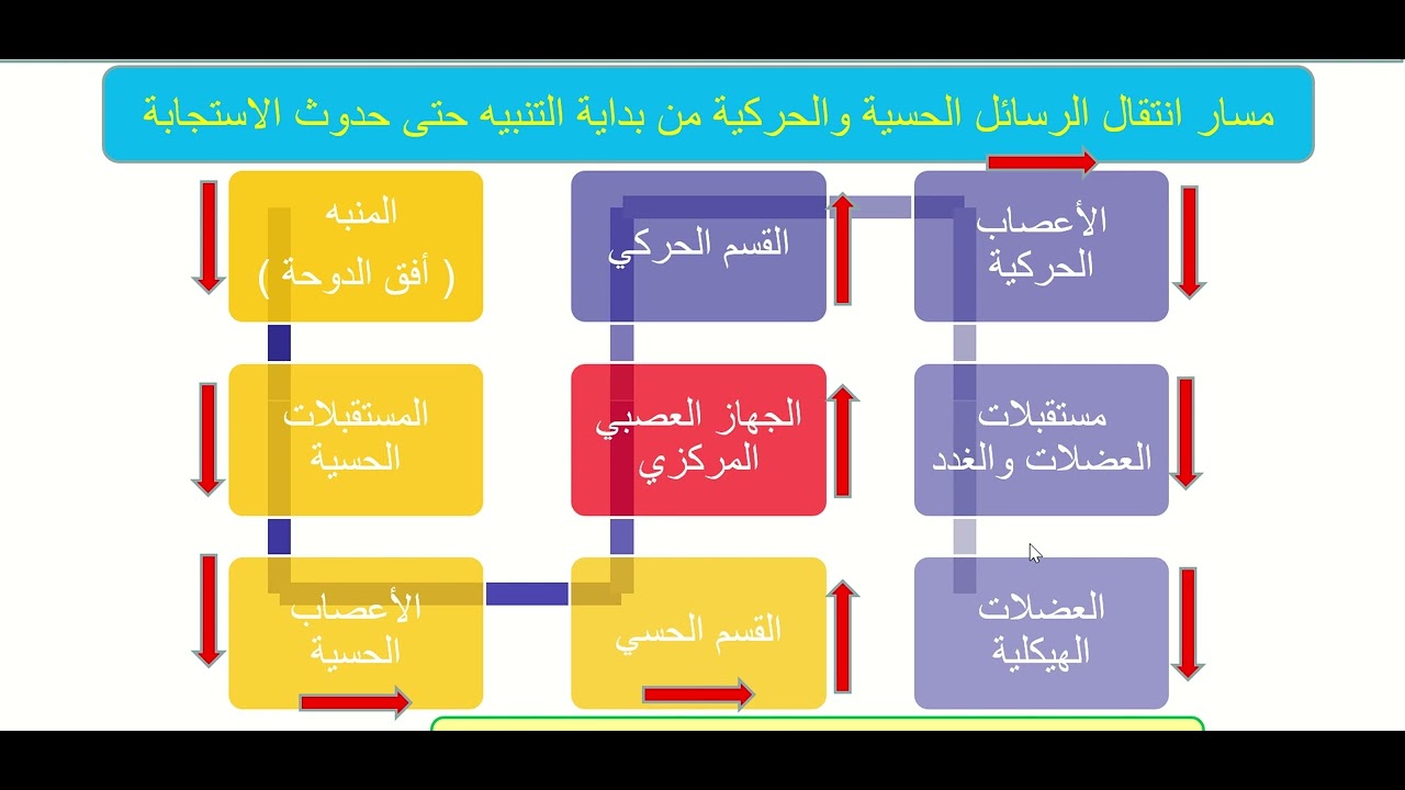نظرة عامة على الجهاز العصبي