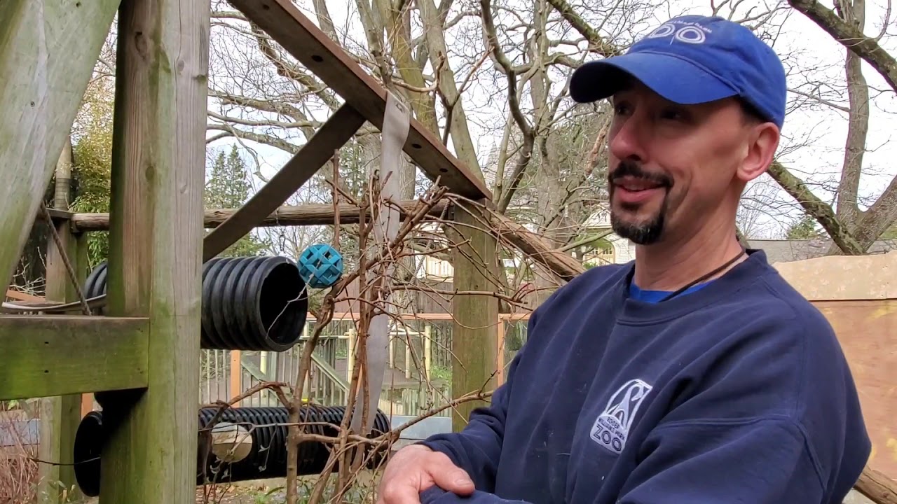 Binturong Keeper Talk