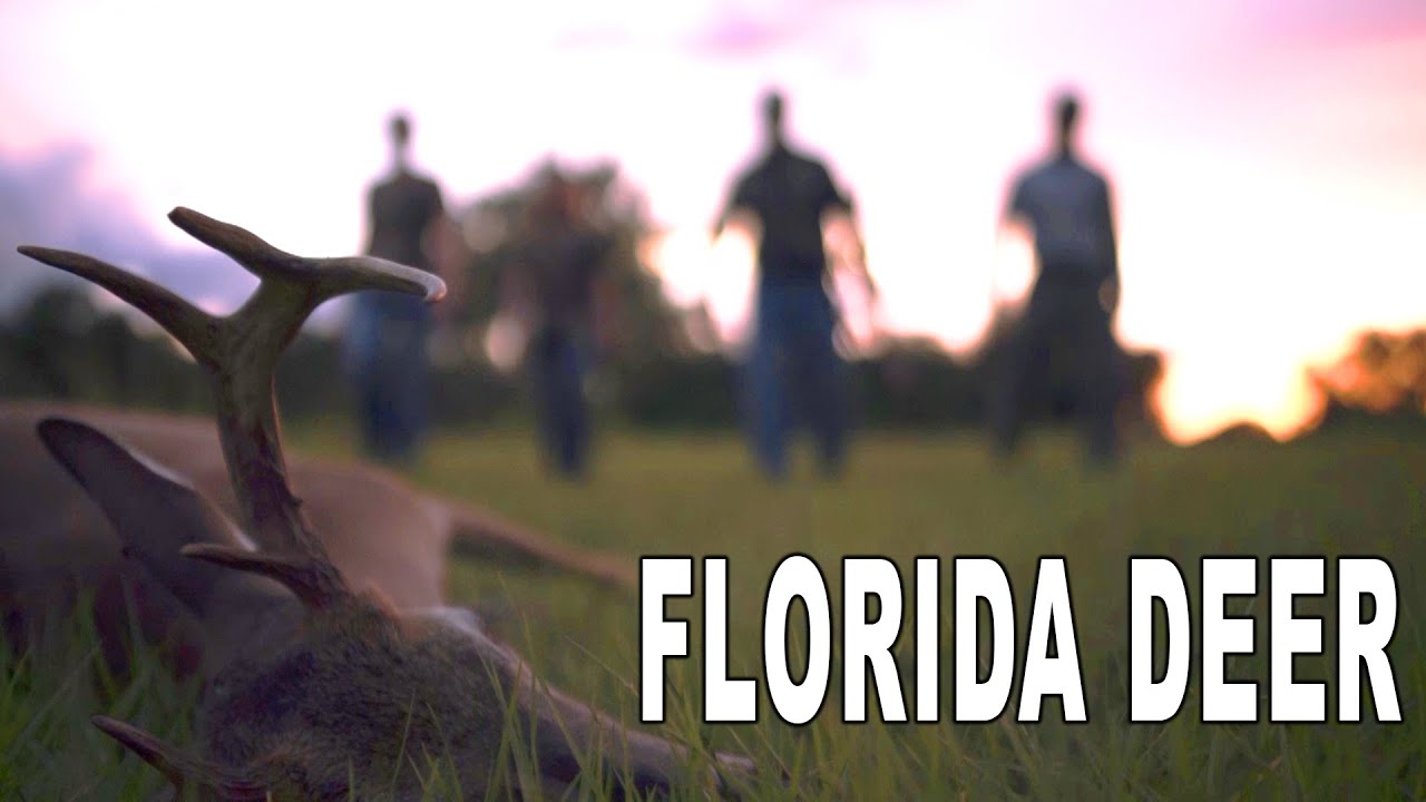 Everglades Deer Hunting & Deer Farming in South Florida | Deer Farming