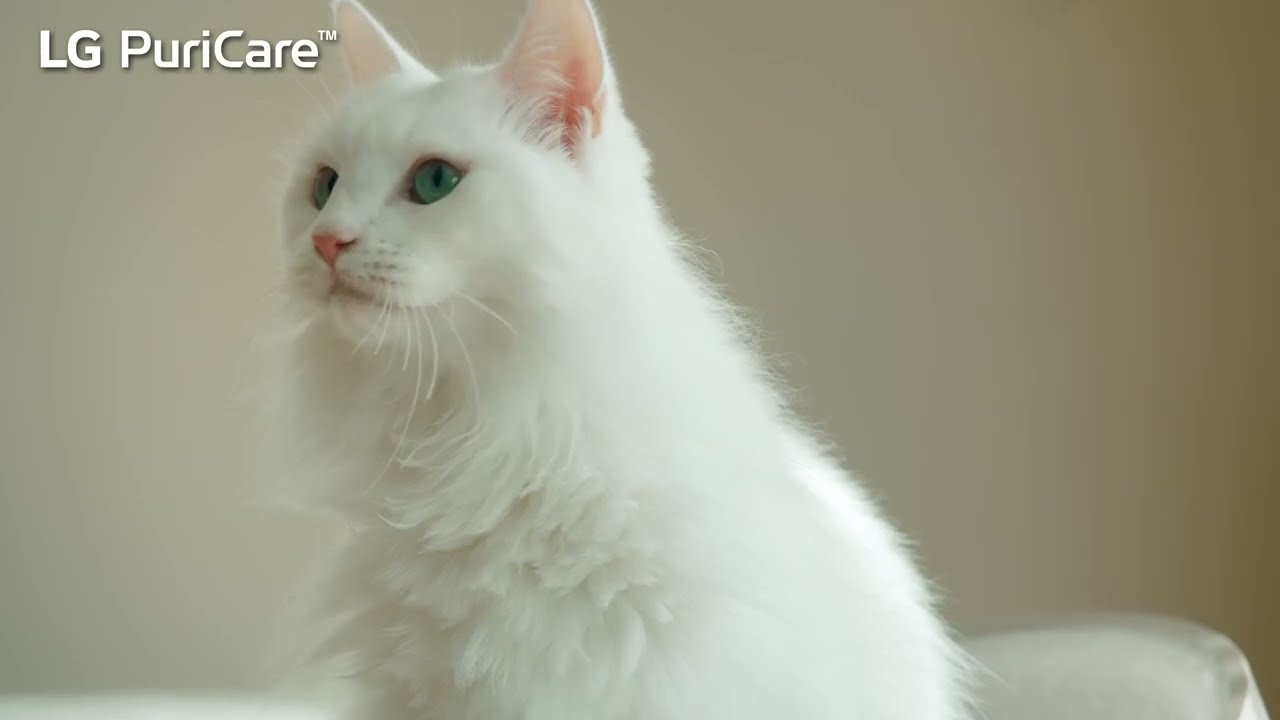 LG PuriCare™ AeroCatTower 空氣清新機 | 貓皇椅 🐱 呵護主子一呼一吸