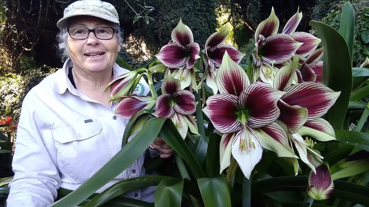 What's the best Hippeastrum? Hippeastrum papilio - Butterfly amaryllis. Trish. The Gong Gardener.