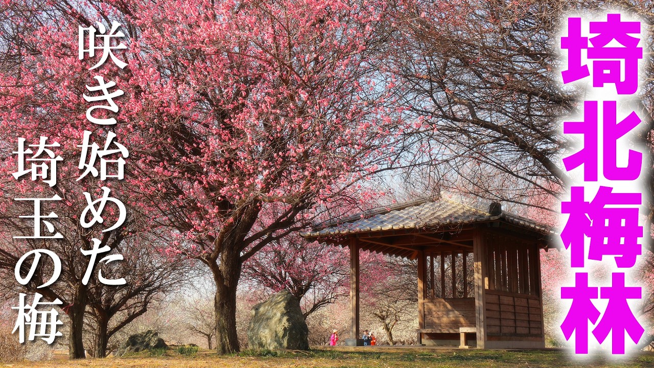 春の足音が聞こえる咲き始めの梅の花/埼玉本庄で梅めぐり/埼玉観光旅行vlog