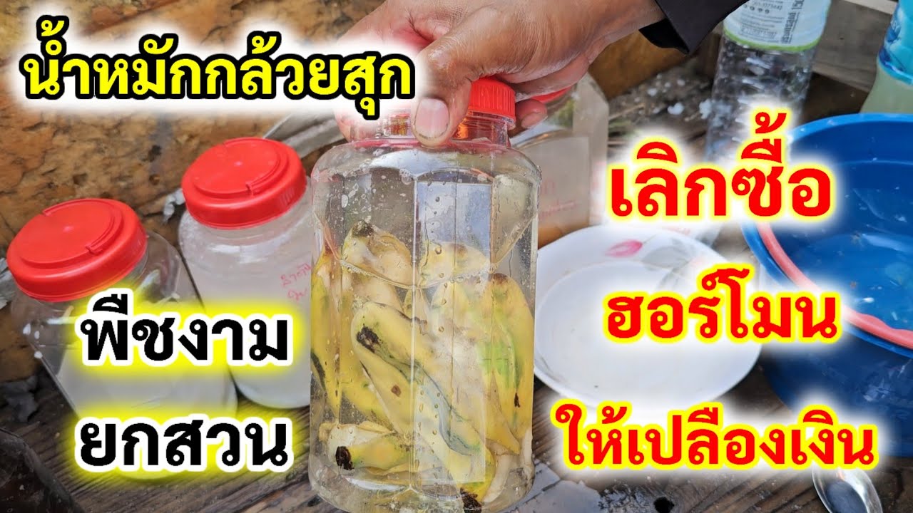 ประหยัดไปเยอะ💥น้ำหมักกล้วยสุก ทำง่ายควรมีติดสวน ใช้แทนฮอร์โมนได้สบาย