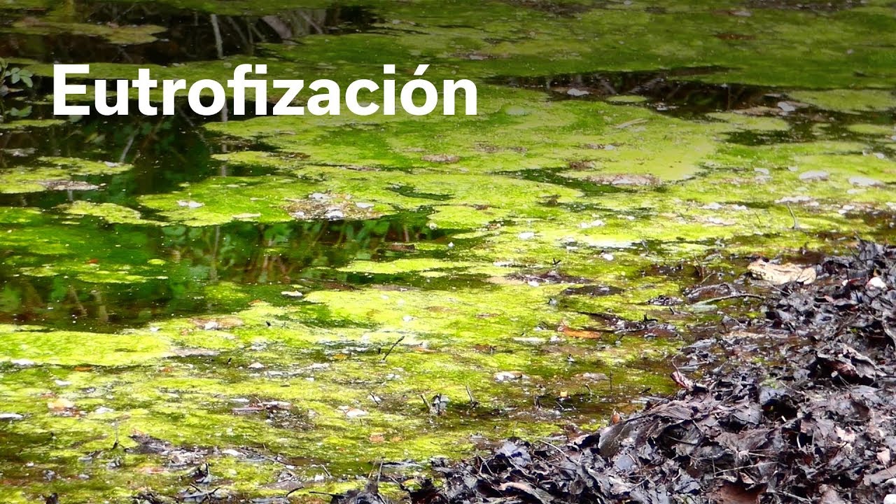 Eutrofización (español)