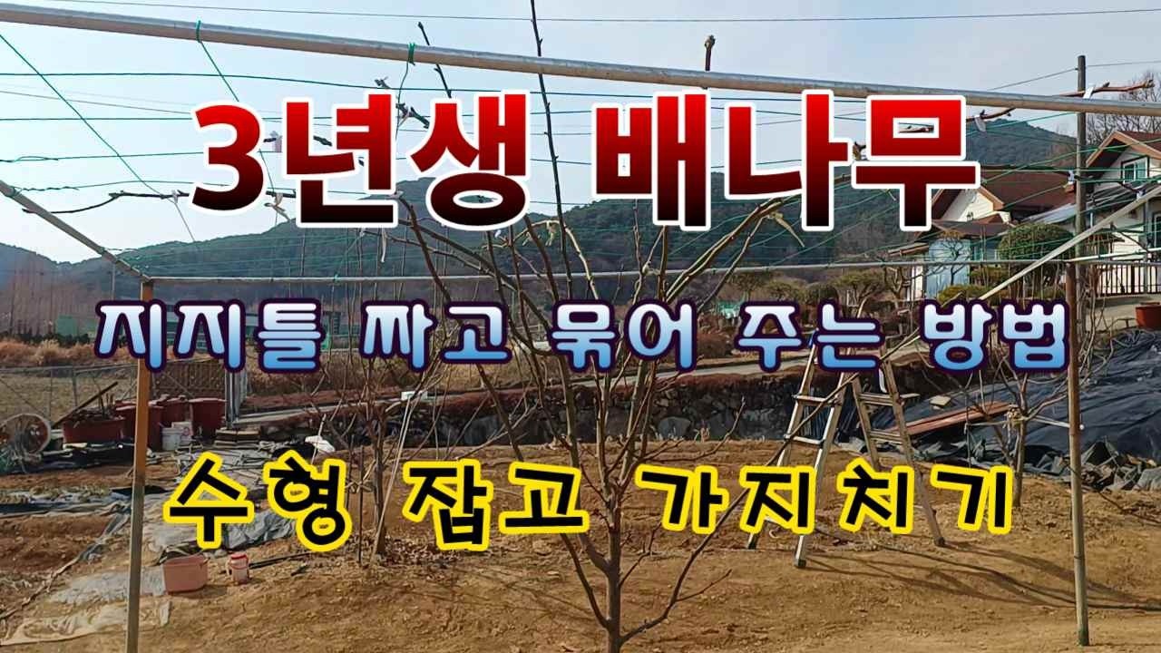 [텃밭농부 2,147]  3년차 배나무 지지대 설치하고, 수형잡고, 가지치기 #배나무재배