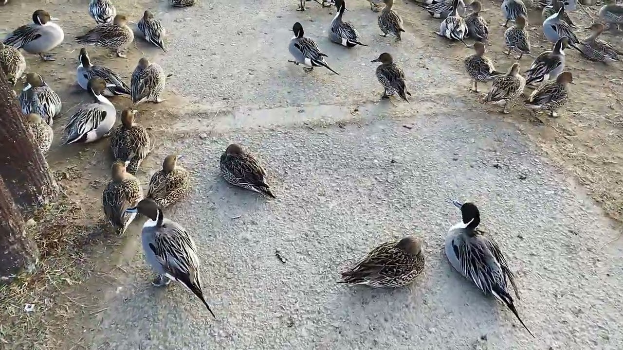 今日の鴨さん達🦆🦆🦆