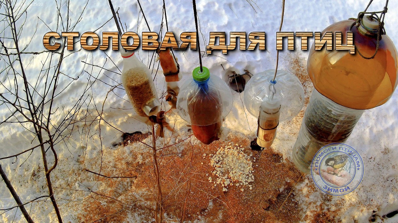 Кормушка для птиц 12 марта 2026 года (02)