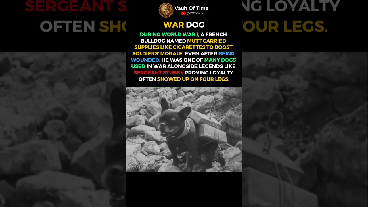 Dogs Went to War&hellip; And Refused to Quit #ww1 #shorts #history #facts #truestory #hiddenhistory