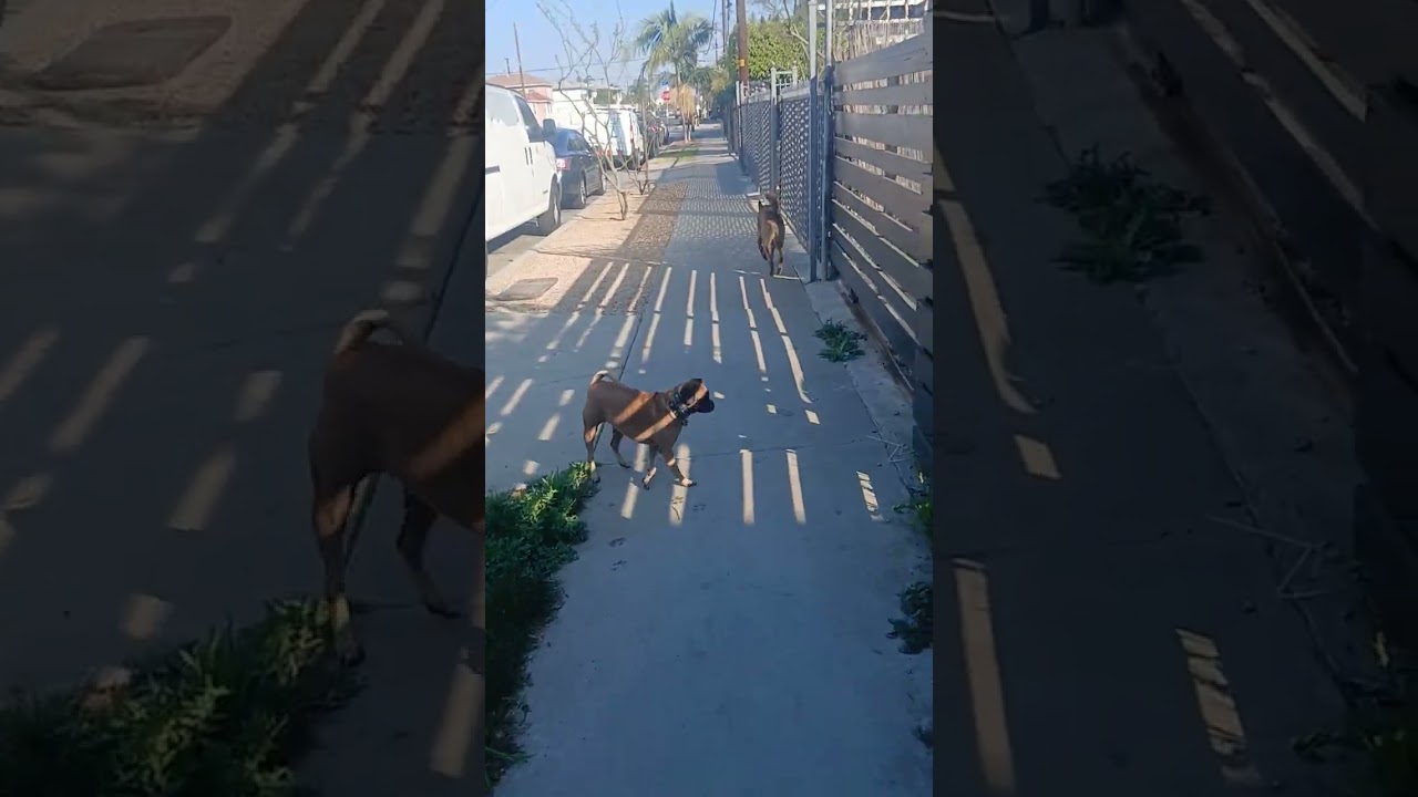 Walking the neighborhood. . 02/08/26. ( Mary Jane & Miss Dinky)