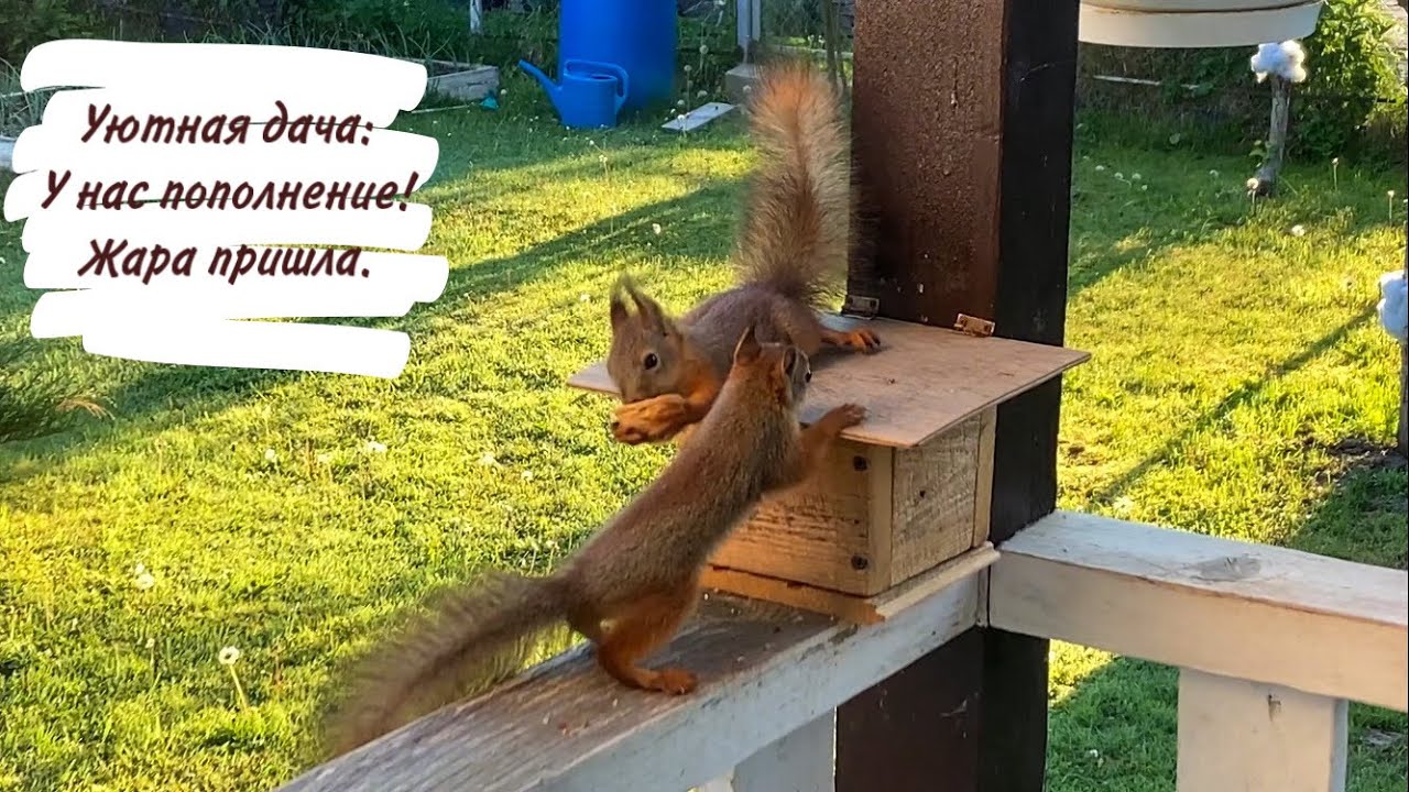 Уютная дача: У нас пополнение! Жара пришла.