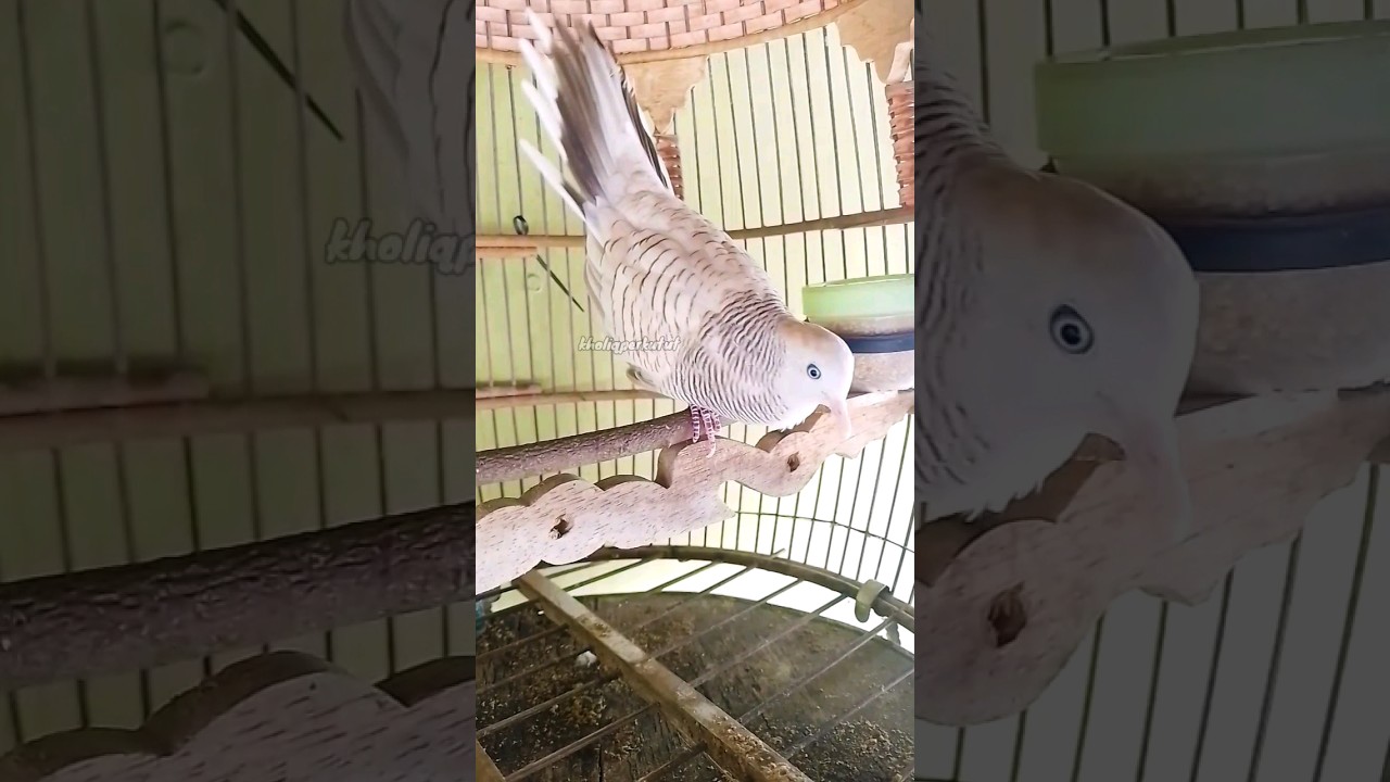 Suara Perkutut Silver Bekur |kholiqperkutut