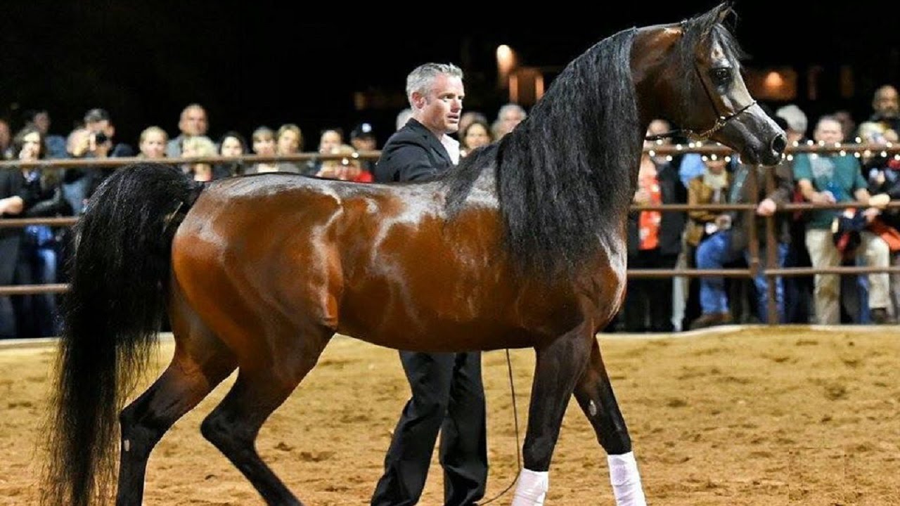 أجمل الخيول العربية الأصيلة في العالم عام 2019 الجزء (1) | Best Arabian Horses in The World 2019