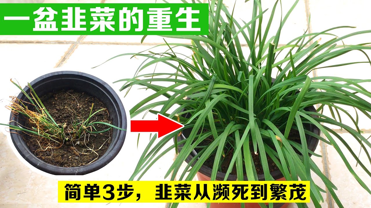 韭菜头上剪一刀，再细的韭菜立马“肥”了，后期一茬接着一茬长，吃不完！