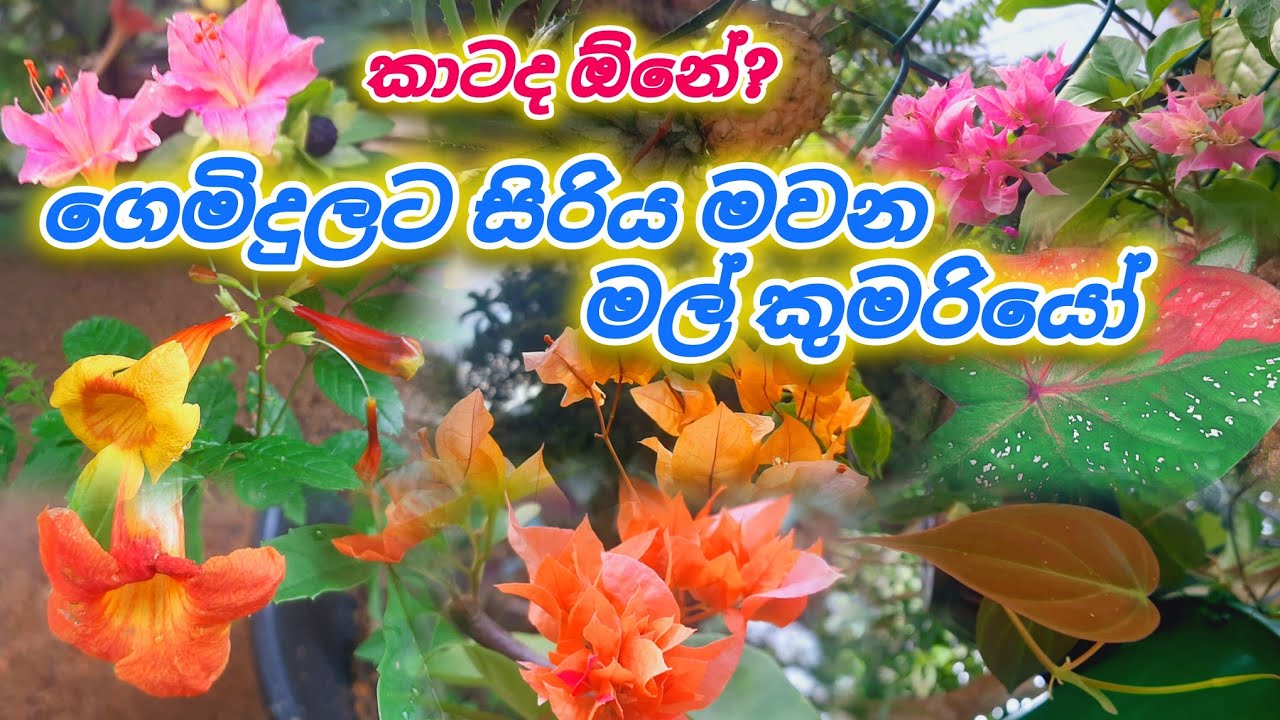 ⁣කාටද ඕන?🍃🌱🌼 ගෙමිදුලට සිරිය මවන මල් කුමරියෝ  #trending #gardenflowers #flowers #naturelovers #plants