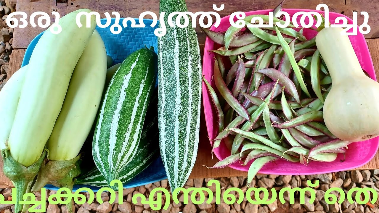 പന്തലമര, ബേബി പടവലം,  ബുള്ളറ്റ് നട്ട്, വഴുതിന 
