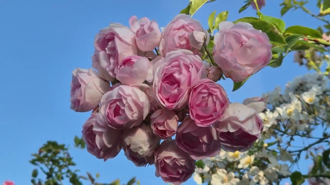 Роза Жасмина🌹 и наш Павильон 🌹21.06.25