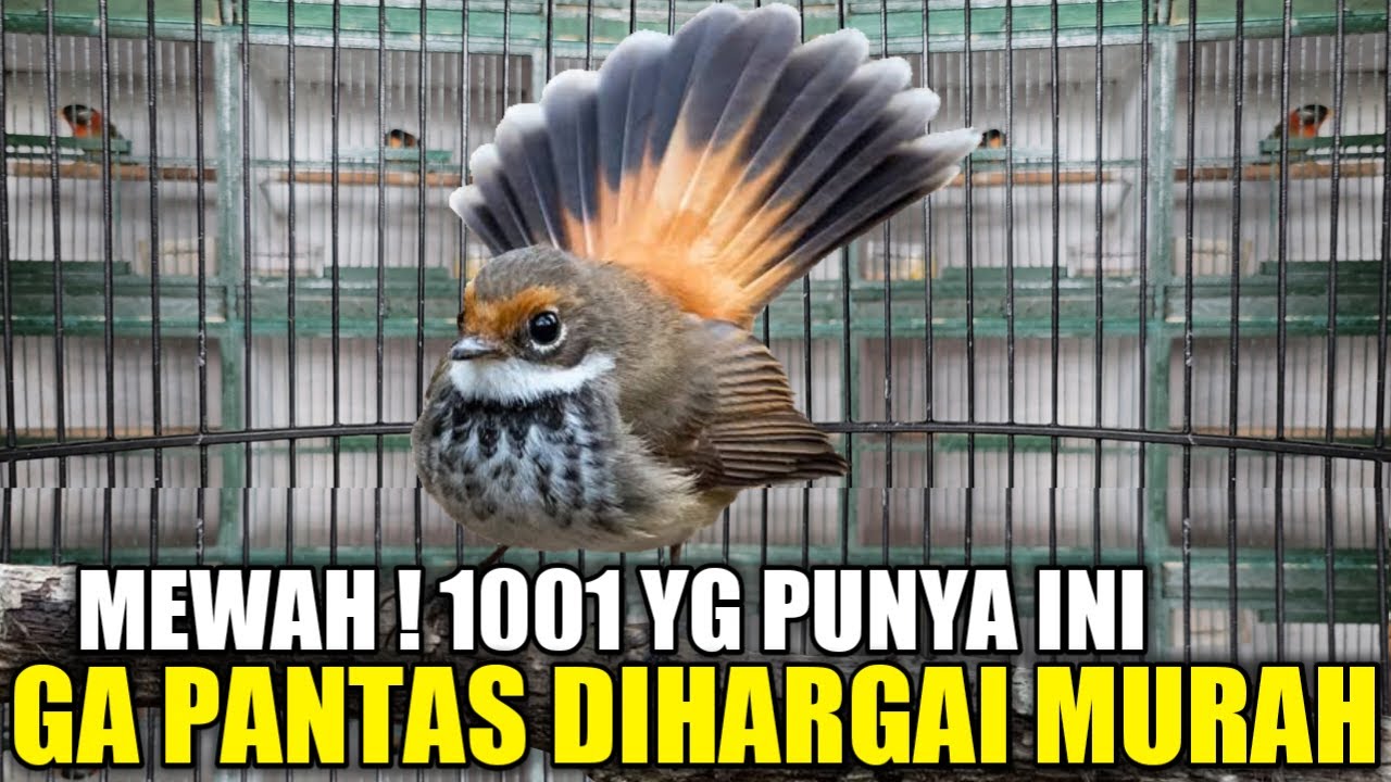 DILUAR AKAL SEHAT ! BURUNG CANTIK BERSUARA MEWAH INI DIBANDROL 40 RIBU PADAHAL LANGKA JARANG ADA