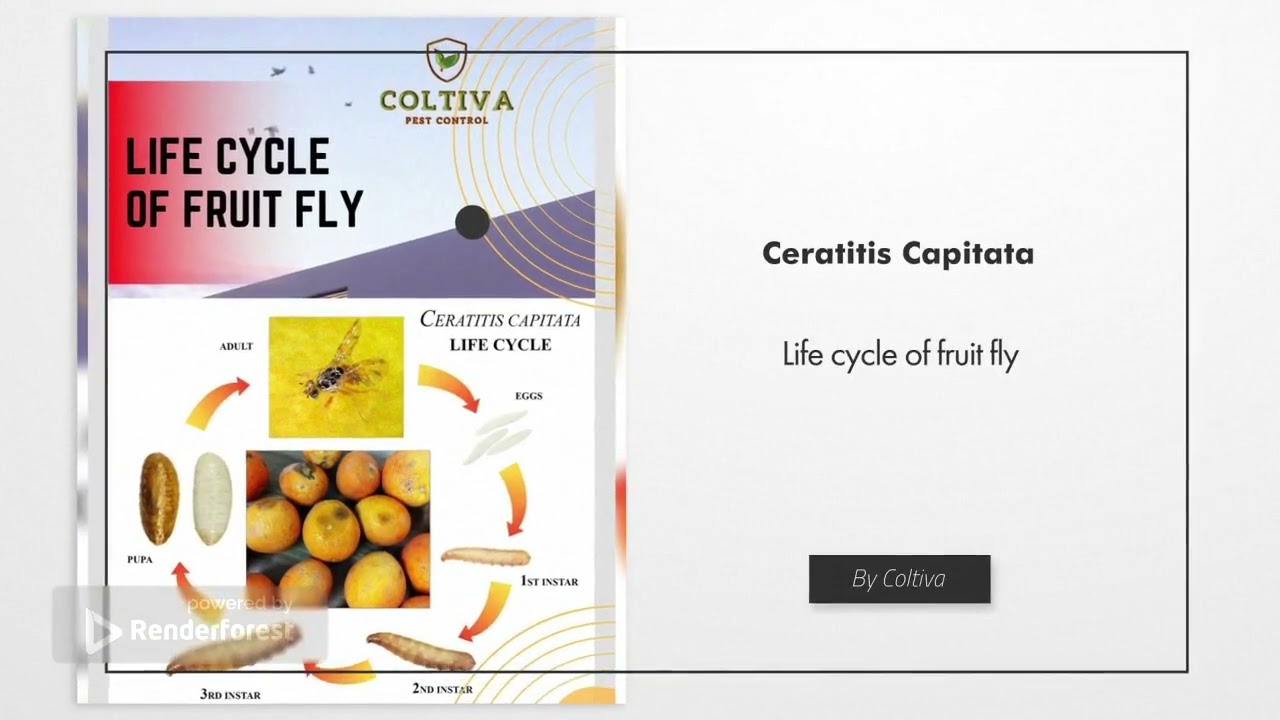 Ceratitis capitata and its prevention