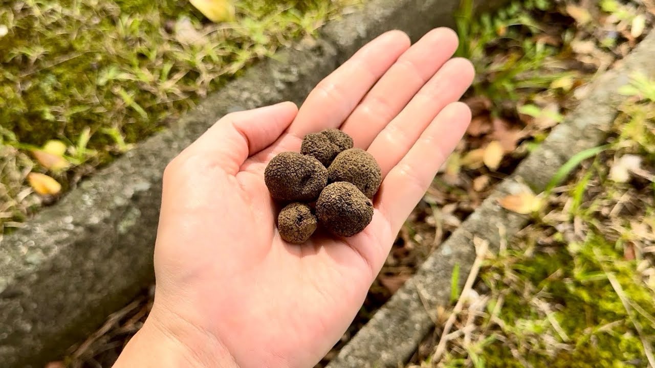 【ホモサピさんと】天然トリュフを拾ったので食べてみる