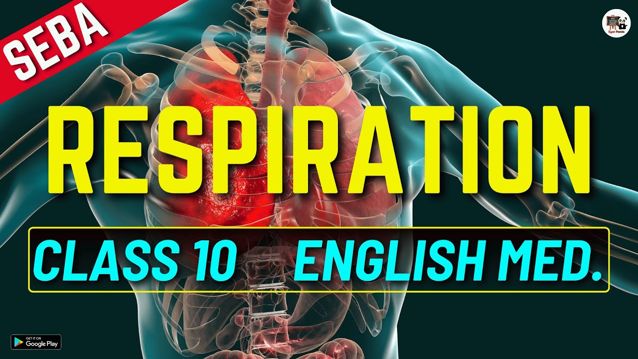 Class 10 Biology | Science | Life Processes | Respiration | SEBA | ASSEB   HSLC | English medium