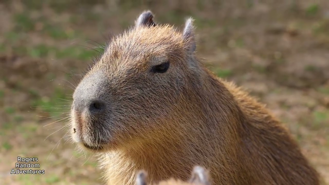 Beasts of the World Episode 3: Capybaras.