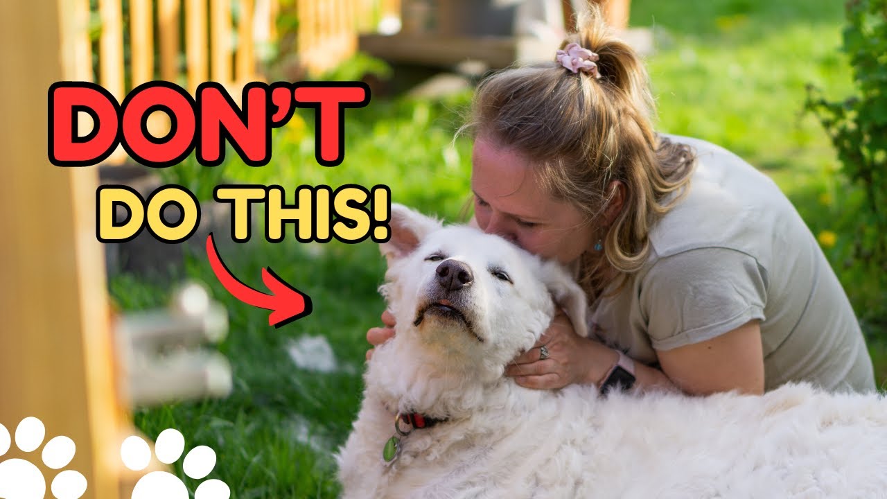 5 Things Dogs Hate That Humans Do