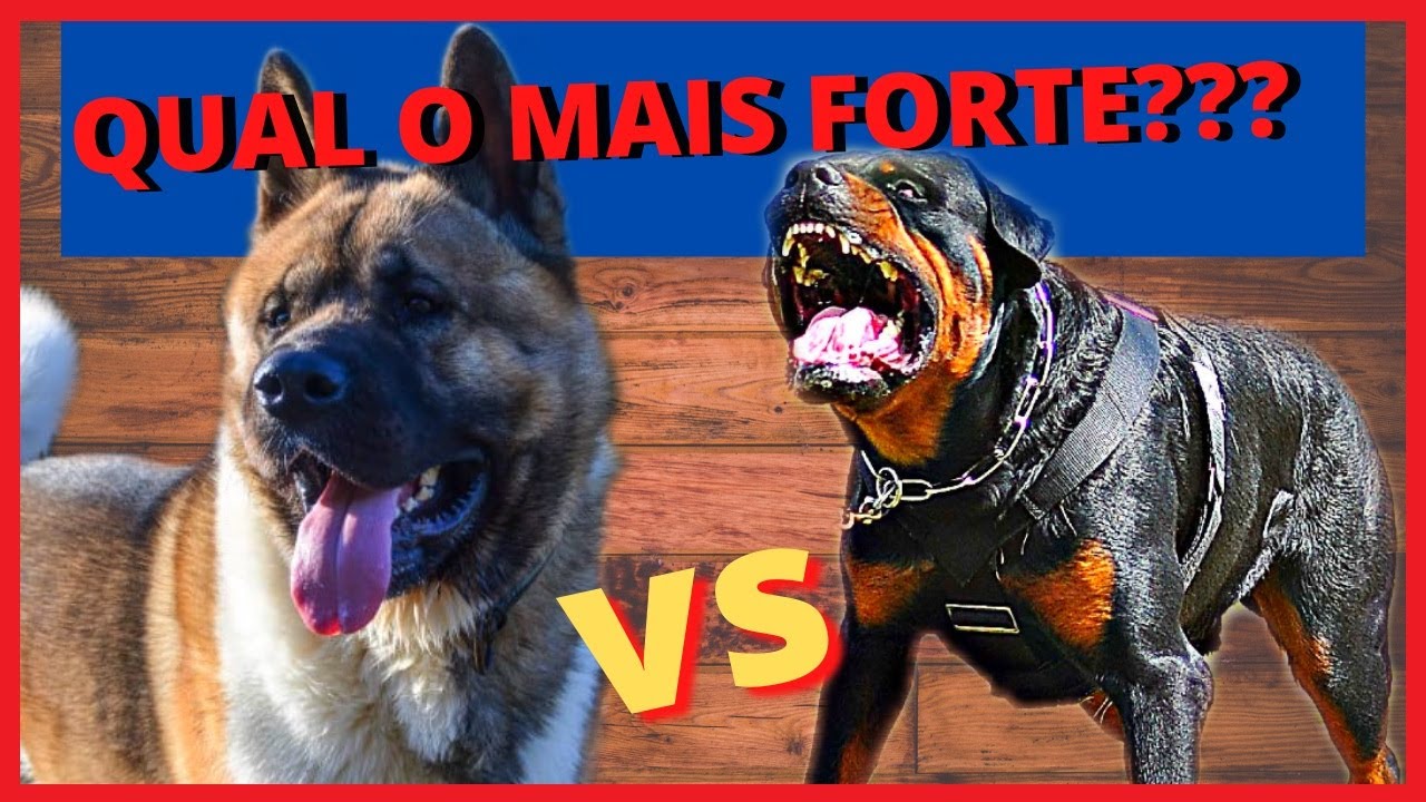 Akita Americano VS Rottweiler - [Comparação de cães]